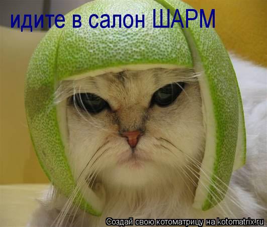 Котоматрица: идите в салон ШАРМ