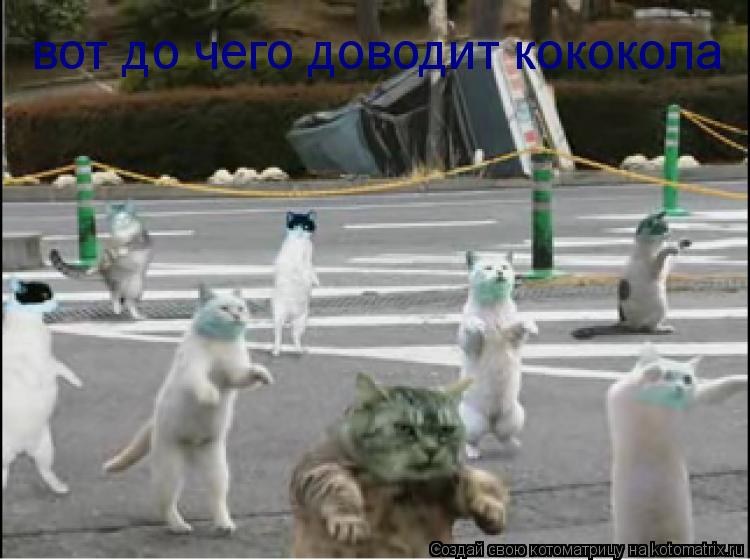 Котоматрица: вот до чего доводит кококола