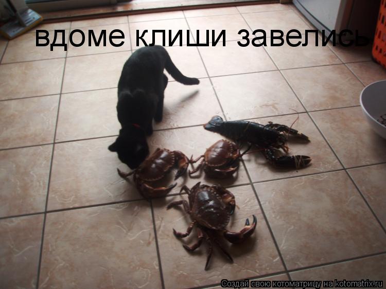 Котоматрица: вдоме клиши завелись