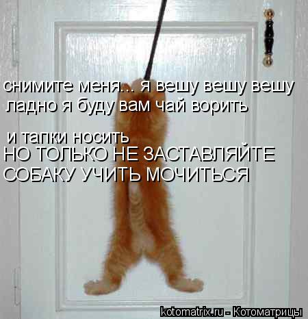 Котоматрица: снимите меня... я вешу вешу вешу ладно я буду вам чай ворить и тапки носить НО ТОЛЬКО НЕ ЗАСТАВЛЯЙТЕ СОБАКУ УЧИТЬ МОЧИТЬСЯ