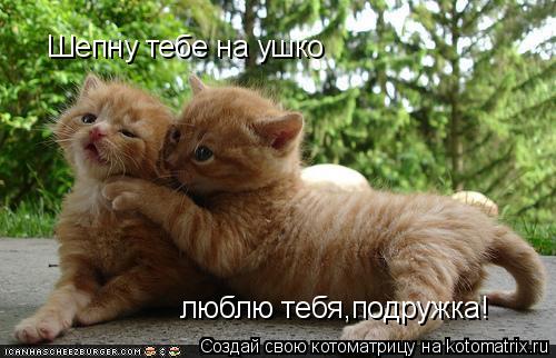Котоматрица: Шепну тебе на ушко люблю тебя,подружка!