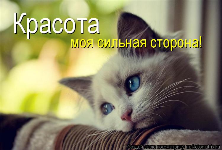 Красота моя сильная сторона!... Котоматрица: Красота моя сильная сторона!