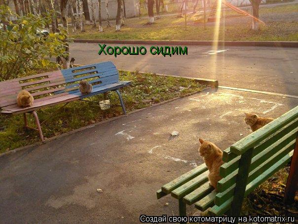 Хорошо сидим... Котоматрица: Хорошо сидим