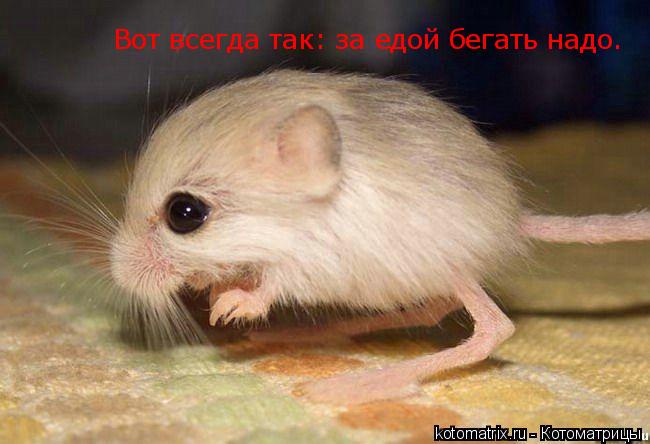 Вот всегда так: за едой бегать надо.... Котоматрица: Вот всегда так: за едой бегать надо.