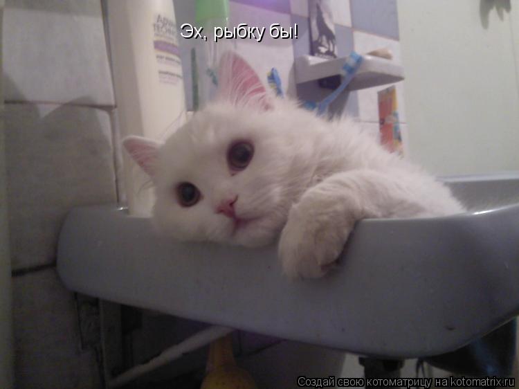 Эх, рыбку бы!... Котоматрица: Эх, рыбку бы!