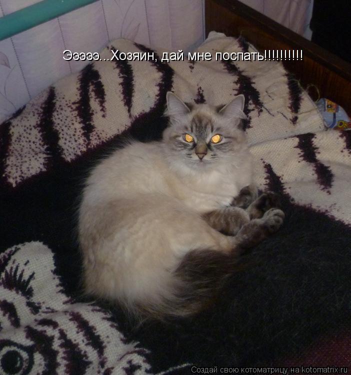 Эээээ...Хозяин, дай мне поспать!!!!!!!!!!... Котоматрица: Эээээ...Хозяин, дай мне поспать!!!!!!!!!!