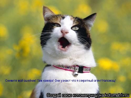 Снимите мой ошейник! Там камера! Они узнают что я секретный агент!Напомощ!... Котоматрица: Снимите мой ошейник! Там камера! Они узнают что я секретный агент!Напомощ!