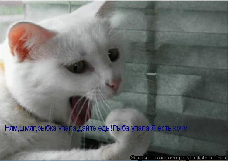 Ням,шмяг,рыбка упала,дайте еды!Рыба упала!Я есть хочу!... Котоматрица: Ням,шмяг,рыбка упала,дайте еды!Рыба упала!Я есть хочу!