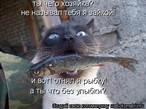 ты чего хозяйка? не называл тебя я зайкой! и вот! отнял я рыбку! а ты что без улыбки?... Котоматрица: ты чего хозяйка? не называл тебя я зайкой! и вот! отнял я рыбку! а ты что без улыбки?