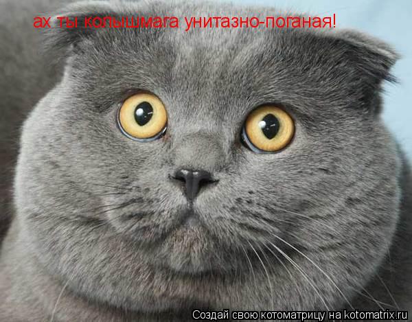 ах ты колышмага унитазно-поганая!... Котоматрица: ах ты колышмага унитазно-поганая!