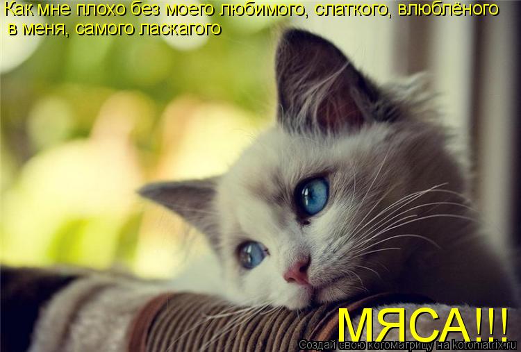 Как мне плохо без моего любимого, слаткого, влюблёного в меня, самого ласкагого МЯСА!!!... Котоматрица: Как мне плохо без моего любимого, слаткого, влюблёного в меня, самого ласкагого МЯСА!!!