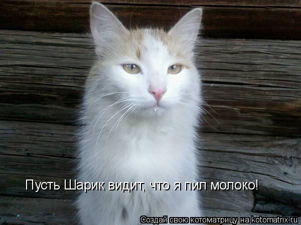 Пусть Шарик видит, что я пил молоко!... Котоматрица: Пусть Шарик видит, что я пил молоко!