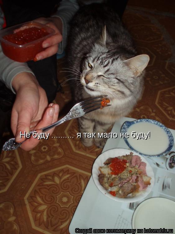 Не буду .......... я так мало не буду!... Котоматрица: Не буду .......... я так мало не буду!