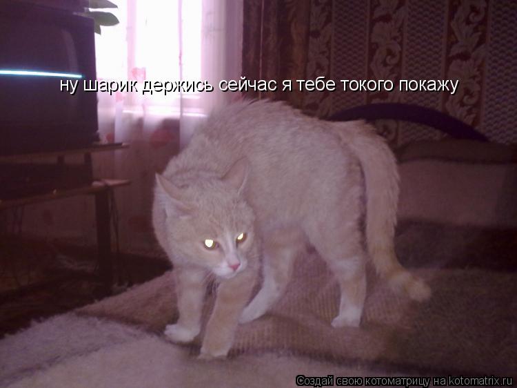 ну шарик держись сейчас я тебе токого покажу... Котоматрица: ну шарик держись сейчас я тебе токого покажу