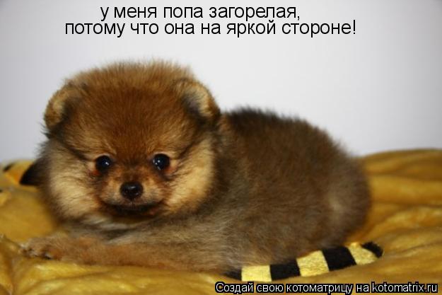у меня попа загорелая, потому что она на яркой стороне!... Котоматрица: у меня попа загорелая, потому что она на яркой стороне!