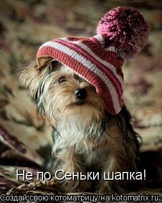 Не по Сеньки шапка!... Котоматрица: Не по Сеньки шапка!