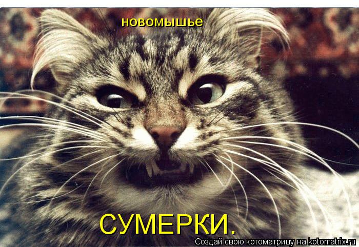 СУМЕРКИ. новомышье... Котоматрица: СУМЕРКИ. новомышье