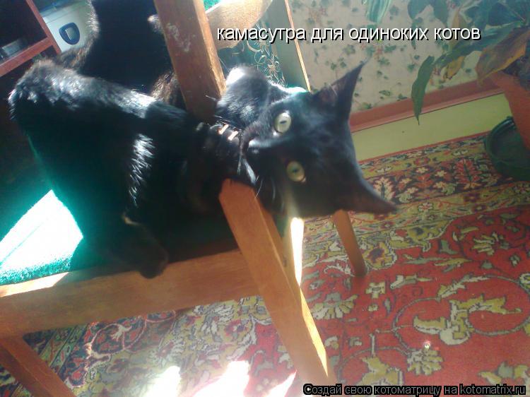 камасутра для одиноких котов... Котоматрица: камасутра для одиноких котов