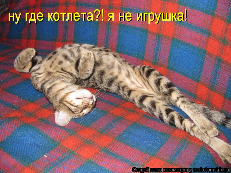 ну где котлета?! я не игрушка!... Котоматрица: ну где котлета?! я не игрушка!