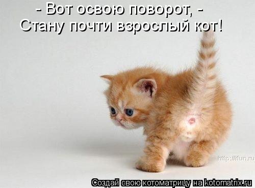 Котоматрица: - Вот освою поворот, - Стану почти взрослый кот!