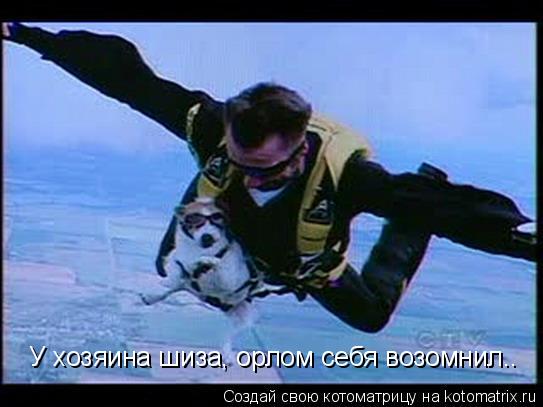 У хозяина шиза, орлом себя возомнил..... Котоматрица: У хозяина шиза, орлом себя возомнил..