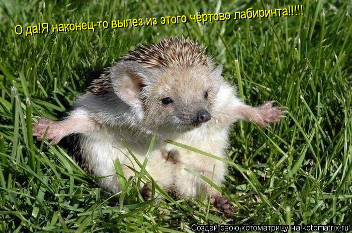 О да!Я наконец-то вылез из этого чёртово лабиринта!!!!!... Котоматрица: О да!Я наконец-то вылез из этого чёртово лабиринта!!!!!