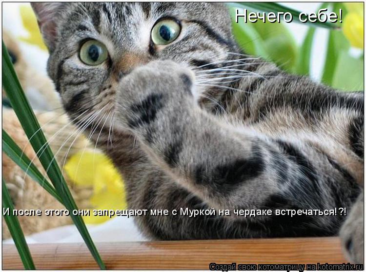Нечего себе! И после этого они запрещают мне с Муркой на чердаке встречаться!?!... Котоматрица: Нечего себе! И после этого они запрещают мне с Муркой на чердаке встречаться!?!