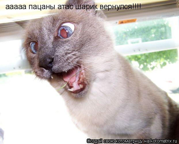 ааааа пацаны атас шарик вернулся!!!!... Котоматрица: ааааа пацаны атас шарик вернулся!!!!
