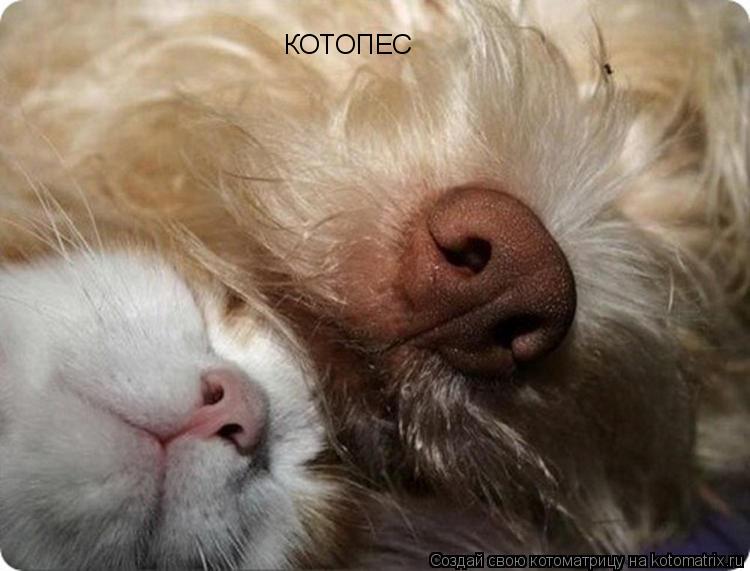 КОТОПЕС... Котоматрица: КОТОПЕС