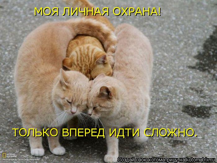 МОЯ ЛИЧНАЯ ОХРАНА! ТОЛЬКО ВПЕРЕД ИДТИ СЛОЖНО.... Котоматрица: МОЯ ЛИЧНАЯ ОХРАНА! ТОЛЬКО ВПЕРЕД ИДТИ СЛОЖНО.
