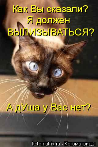 Как Вы сказали? Я должен ВЫЛИЗЫВАТЬСЯ? А дУша у Вас нет?... Котоматрица: Как Вы сказали? Я должен ВЫЛИЗЫВАТЬСЯ? А дУша у Вас нет?