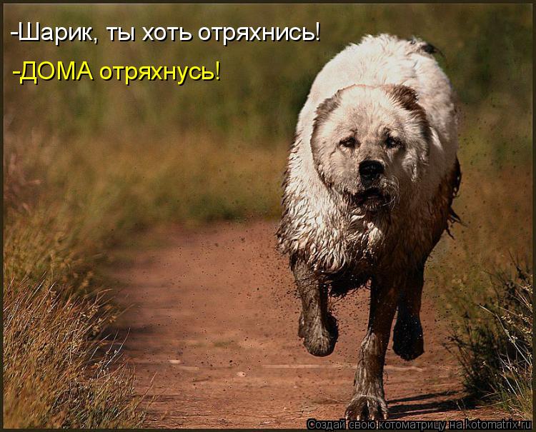 -Шарик, ты хоть отряхнись! -ДОМА отряхнусь!... Котоматрица: -Шарик, ты хоть отряхнись! -ДОМА отряхнусь!