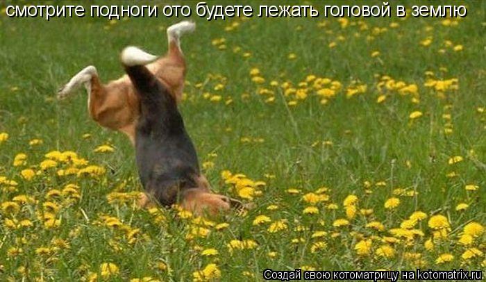 смотрите подноги ото будете лежать головой в землю... Котоматрица: смотрите подноги ото будете лежать головой в землю