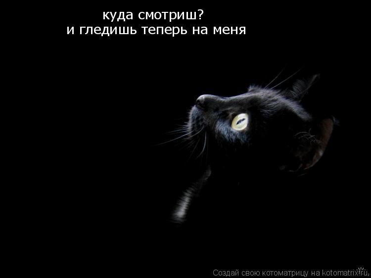 куда смотриш? и гледишь теперь на меня и гледишь теперь на меня... Котоматрица: куда смотриш? и гледишь теперь на меня и гледишь теперь на меня