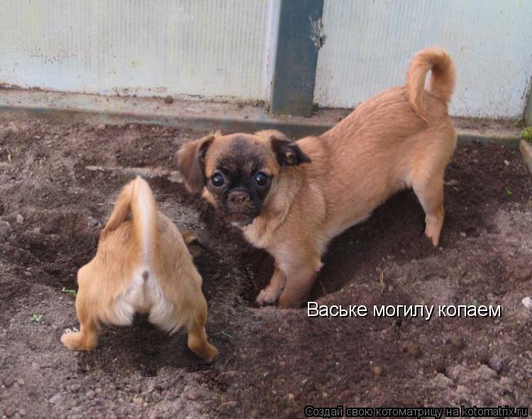Ваське могилу копаем... Котоматрица: Ваське могилу копаем