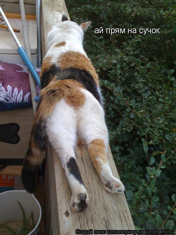 ай прям на сучок... Котоматрица: ай прям на сучок