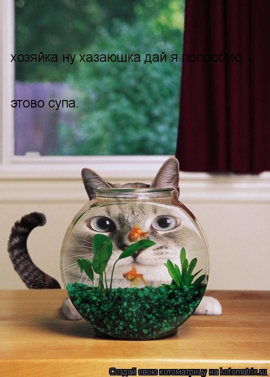 хозяйка ну хазаюшка дай я попробую этово супа.... Котоматрица: хозяйка ну хазаюшка дай я попробую этово супа.