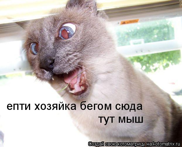 епти хозяйка бегом сюда тут мыш... Котоматрица: епти хозяйка бегом сюда тут мыш