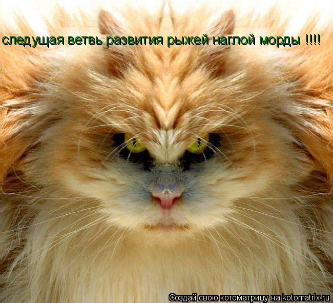 следущая ветвь развития рыжей наглой морды !!!!... Котоматрица: следущая ветвь развития рыжей наглой морды !!!!