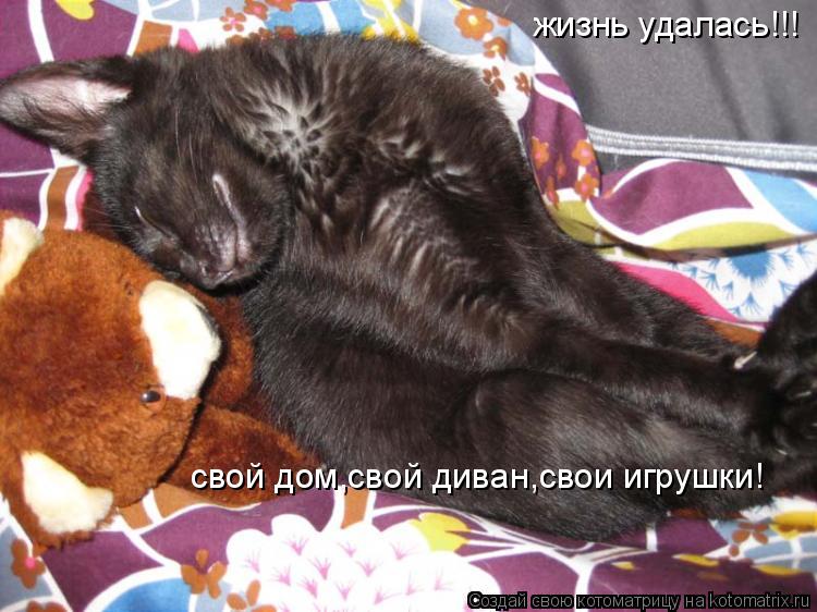 жизнь удалась!!! свой дом,свой диван,свои игрушки!... Котоматрица: жизнь удалась!!! свой дом,свой диван,свои игрушки!