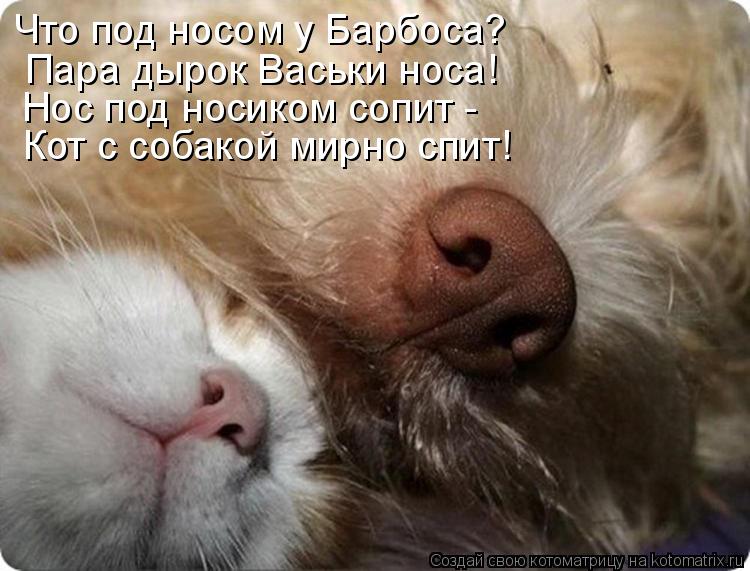 Что под носом у Барбоса? Пара дырок Васьки носа! Нос под носиком сопит - Кот с собакой мирно спит!... Котоматрица: Что под носом у Барбоса? Пара дырок Васьки носа! Нос под носиком сопит - Кот с собакой мирно спит!