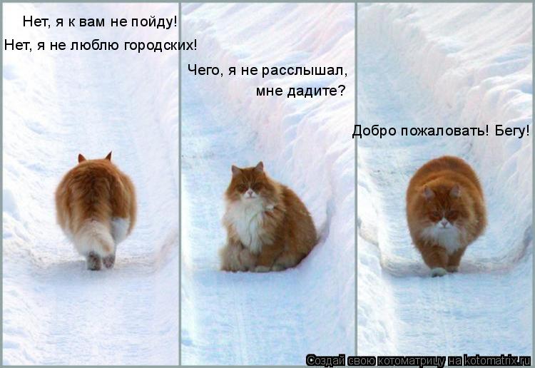 Нет, я к вам не пойду! Нет, я не люблю городских! Чего, я не расслышал, мне дадите? Добро пожаловать... Котоматрица: Нет, я к вам не пойду! Нет, я не люблю городских! Чего, я не расслышал, мне дадите? Добро пожаловать! Бегу!