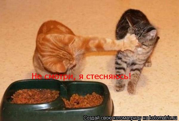 Не смотри, я стесняюсь!... Котоматрица: Не смотри, я стесняюсь!