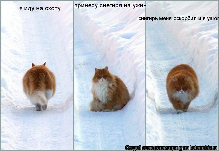 я иду на охоту принесу снегиря,на ужин снигирь меня оскорбил и я ушол!... Котоматрица: я иду на охоту принесу снегиря,на ужин снигирь меня оскорбил и я ушол!