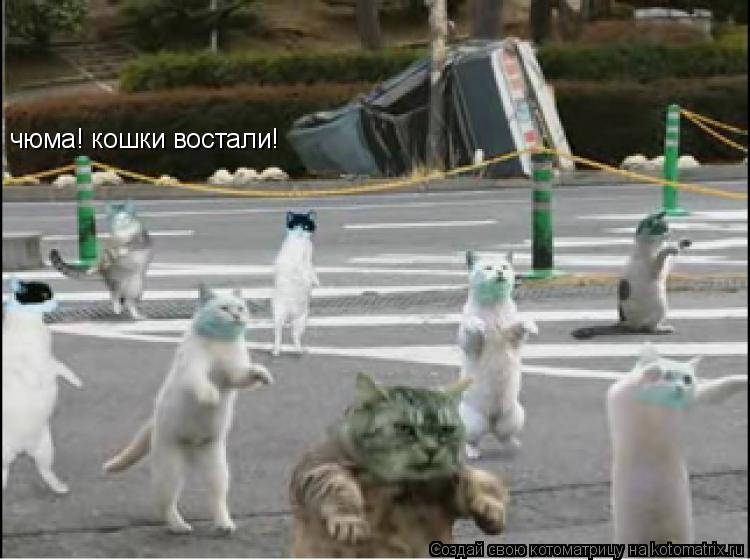 чюма! кошки востали!... Котоматрица: чюма! кошки востали!