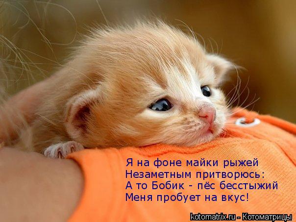 Я на фоне майки рыжей Незаметным притворюсь: А то Бобик - пёс бесстыжий Меня пробует на вкус!... Котоматрица: Я на фоне майки рыжей Незаметным притворюсь: А то Бобик - пёс бесстыжий Меня пробует на вкус!