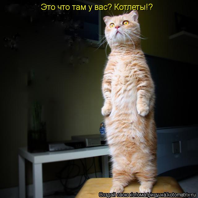 Это что там у вас? Котлеты!?... Котоматрица: Это что там у вас? Котлеты!?