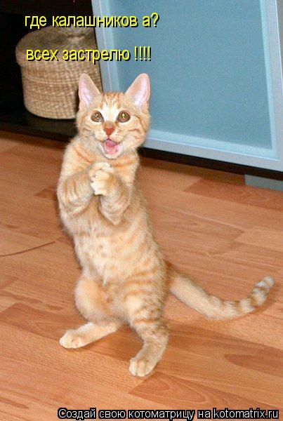 где калашников а? всех застрелю !!!! всех застрелю !!!!... Котоматрица: где калашников а? всех застрелю !!!! всех застрелю !!!!