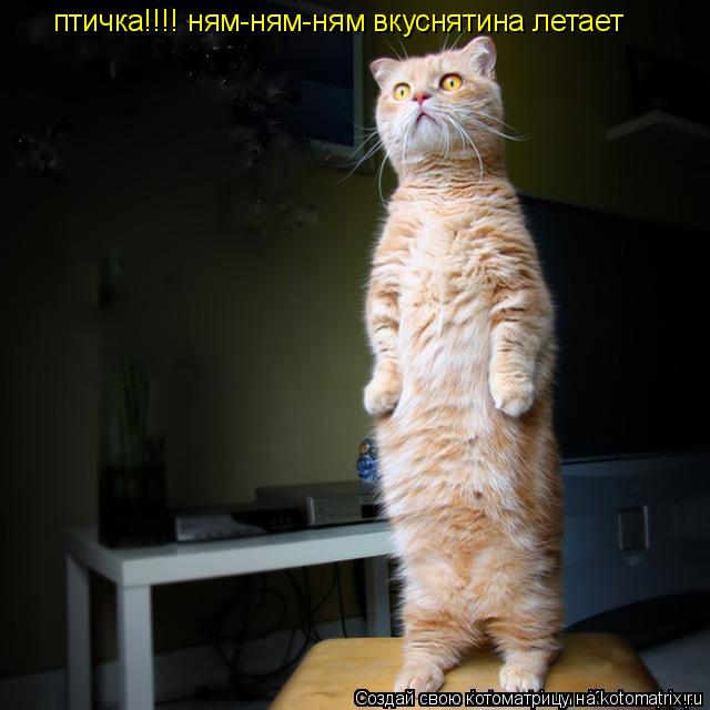 Котоматрица: птичка!!!! ням-ням-ням вкуснятина летает