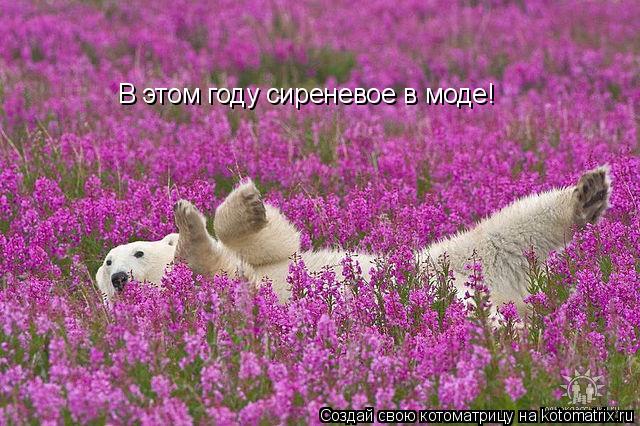 Котоматрица: В этом году сиреневое в моде!
